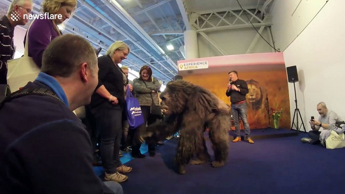 Bakwate the animatronic gorilla meets the public at travel show