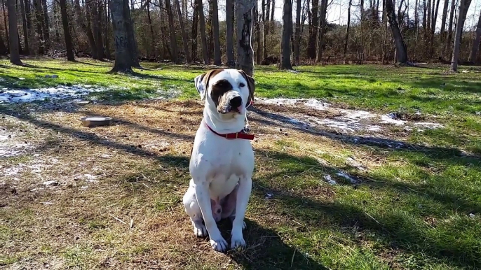 La vidéo qui va vous briser le coeur: Les stars se mobilisent pour la protection des chiens avec PETA