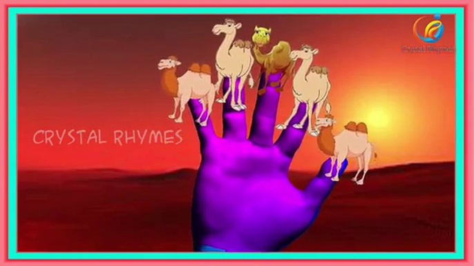 Camel finger family Nursery 3d rhymes for preschool toddlers