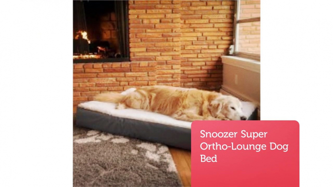Shop Online Large Orthopedic Dog Bed : Precious Pets Paradise