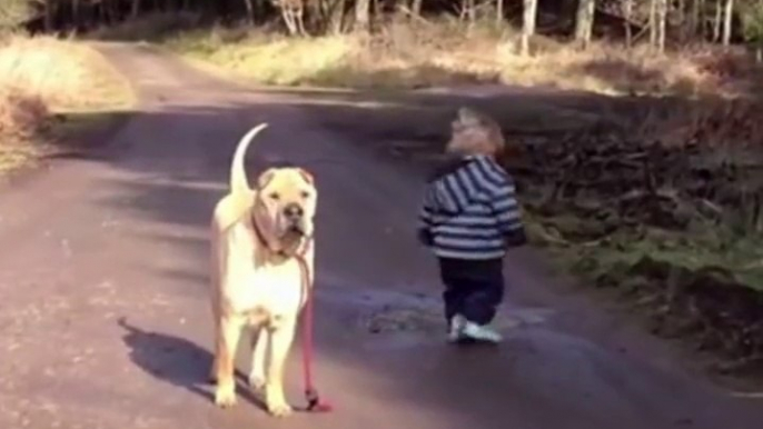 Ce bébé promène son chien et s'arrete pour jouer dans la flaque, regardez la réaction du chien