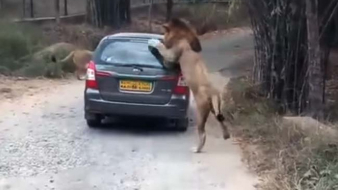 When A Lion Got Up Close And Personal With Car Full Of Tourists