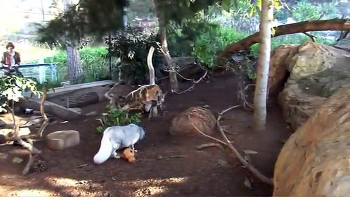 Arctic Foxes