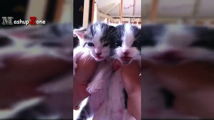 Kittens Meowing - A Cats Meowing Compilation [CUTE]
