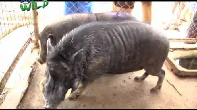 Doc Ferds and Doc Nielsen remove the tusk of a Philippine Warty Pig