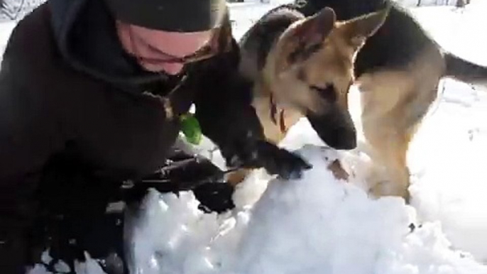 Ce jeune berger allemand échoue encore et encore à construire un bonhomme de neige (mais ce n'est pas grave, on l'aime q