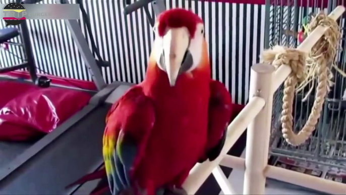 FUNNY PARROTS ★ Best FUNNY PARROT Videos ]