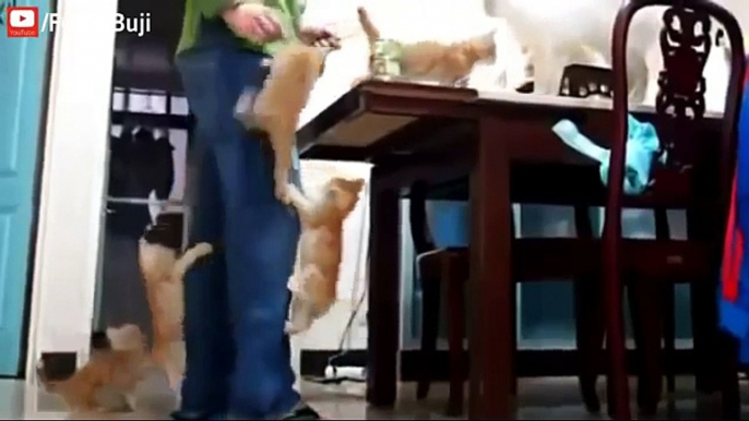 Funny Cats Compilation 2017 __ Best Of 2017