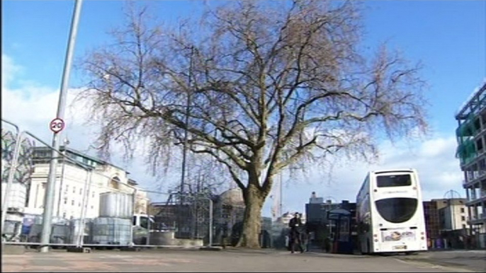 Birmingham: City's oldest tree will now be axed to make way for terror defence (Feb 2017)