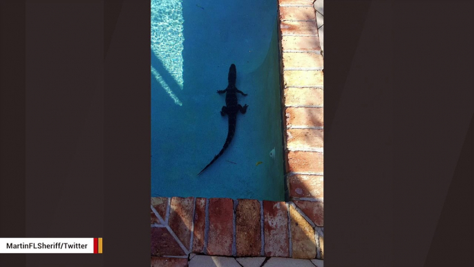 Gator Goes For A Swim In Family’s Pool