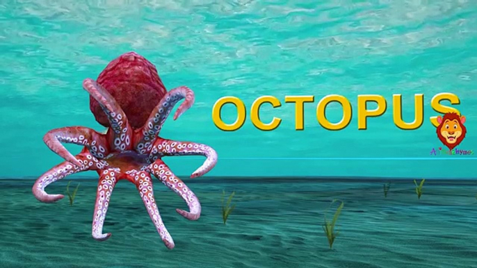 Octopus, Cartoon to learn about sea animals - Alex in the sea