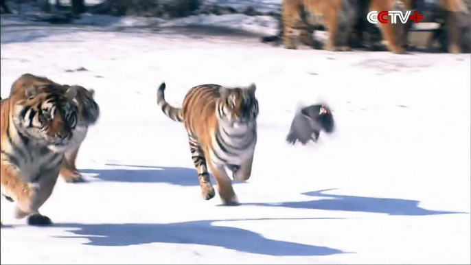 Chubby Siberian Tigers Hunt Electronic Bird of Prey