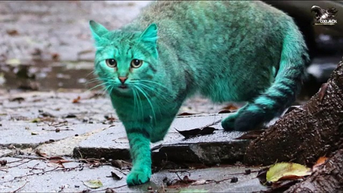 Duendes Extraterrestres un Gato verde y Arañas Gigantes