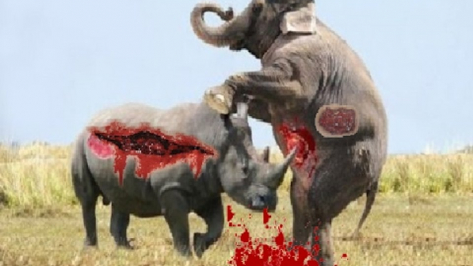 Elephant vs Buffalo - Lion vs Rhino vs Baboon vs Crocodile Vs Monkey - Wild Animal Attacks