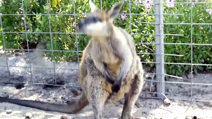 Kangaroos  Funny Kangaroos Playin[Funny Pets]