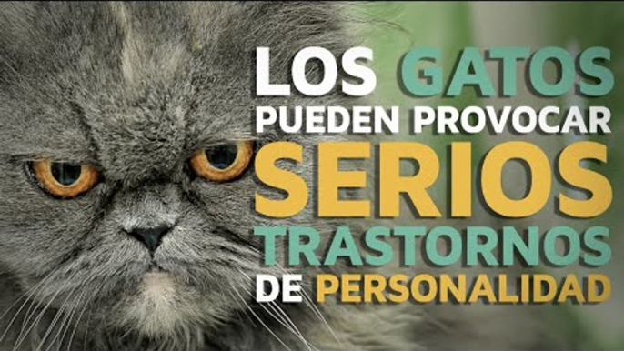 Los gatos pueden provocar serios TRASTORNOS de personalidad