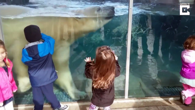 Terrifying Moment Polar Bear Headbutts Glass At Zoo