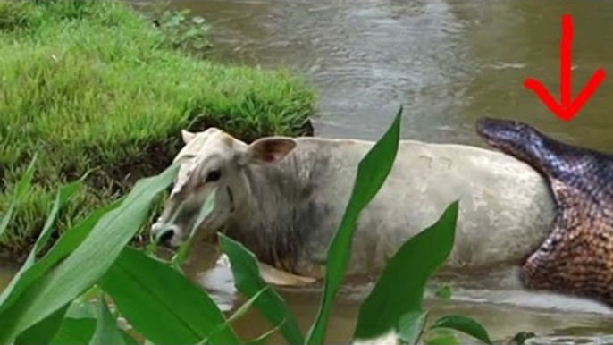 Giant Anaconda kills cow