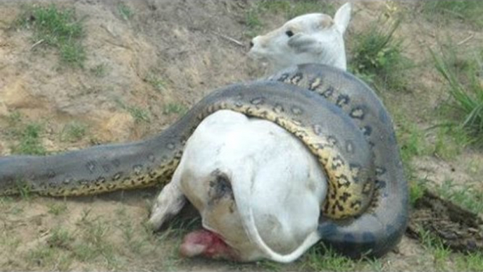 Giant Anaconda attacks Cow - Full