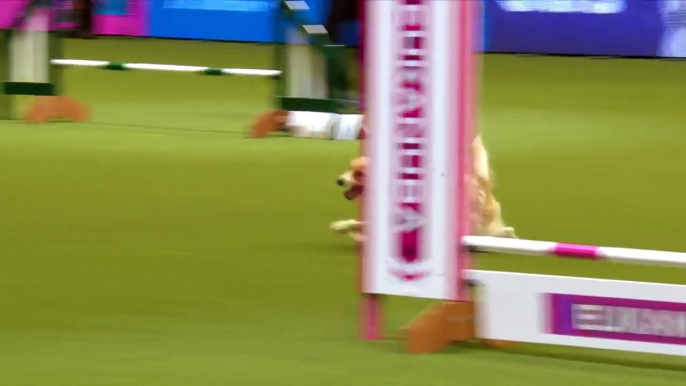 Un chien excité pendant un concours d'agility