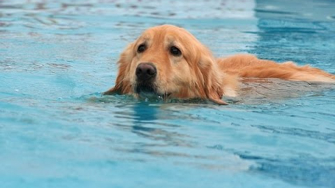 Dog swimming In Water - Funny Dog Playing with water