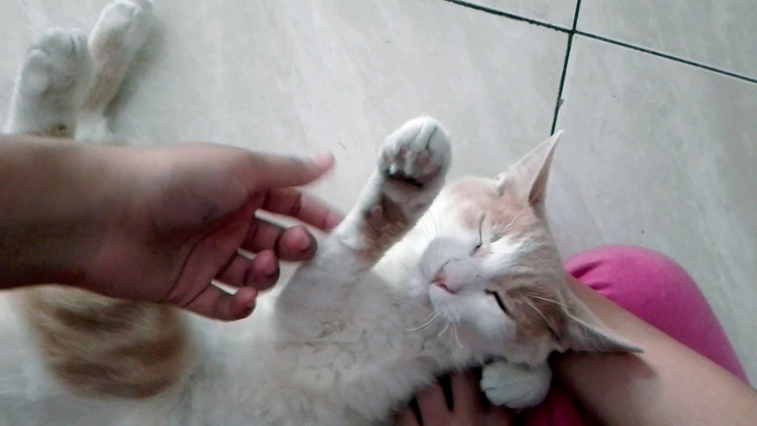 cosquillas de gato