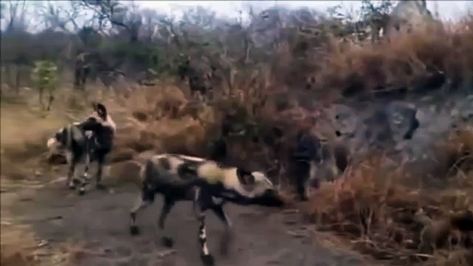 Most Amazing Wild Animal Attacks Leopard vs Lion vs Crocodile Craziest Animal Fights