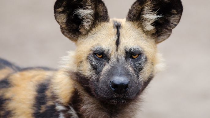 African Wild Dog - National Geographic Documentary - Wildlife Animal