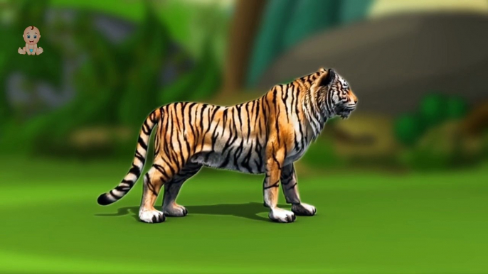 Colors for Children to Learn with Animal Injection Tiger 3D - Learn colours for children T