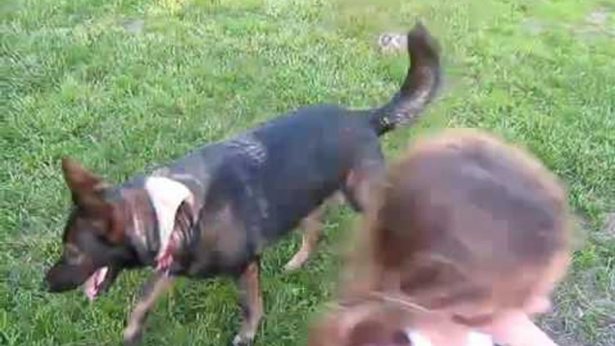 German shepherd Dog playing with baby | german shepherd loves baby.