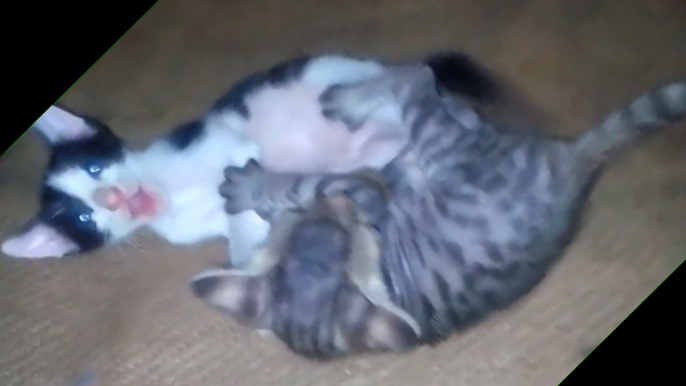 Kittens playing in front of cat #1 !! Sweet cats !! Friendly pets
