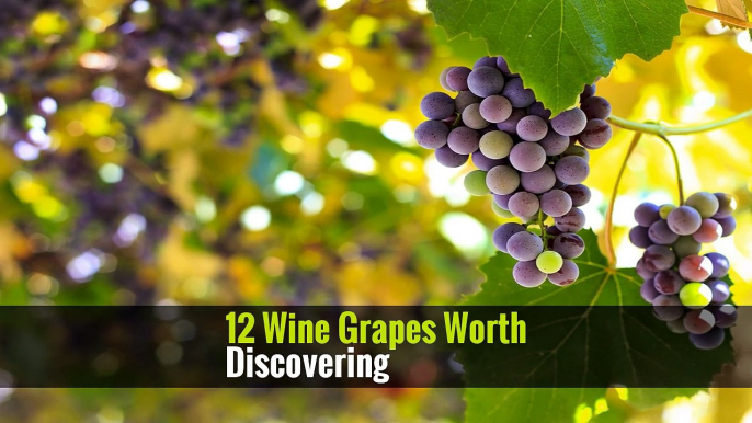 12 Wine Grapes Worth Discovering