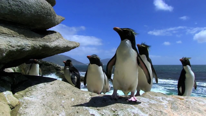 Penguin Fail - Best Bloopers from Penguins Spy in the Huddle (Waddle all the Way) http://BestDramaTv.Net