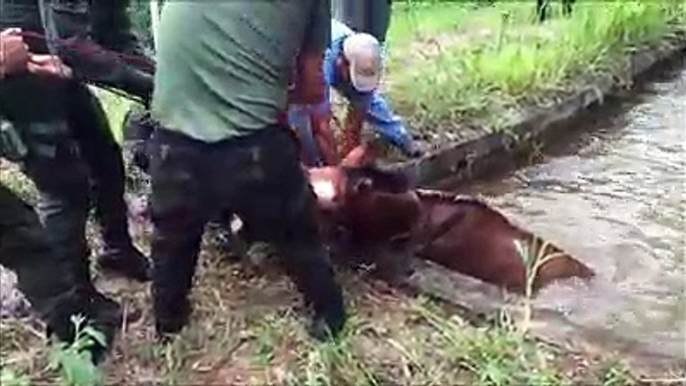 Des hommes interviennent pour sauver un cheval coincé dan sun canal; au bord de la noyade