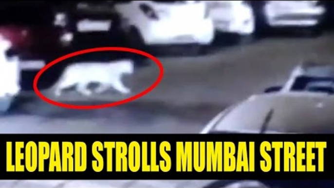 Mumbai : Leopard strolls streets of Mulund, Watch horrifying CCTV footage | Oneindia News