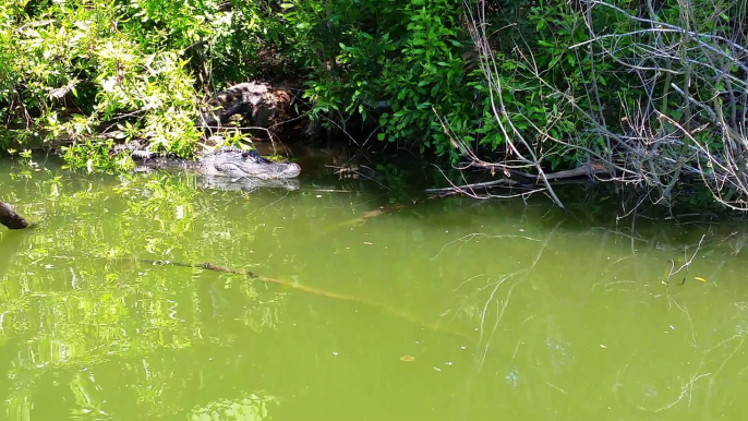 Alligators, wine and cheese, please through a South Carolina swamp