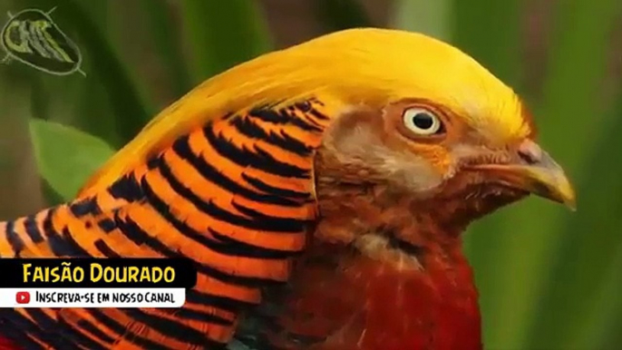 10 Pássaros Exóticos e Únicos no Mundo