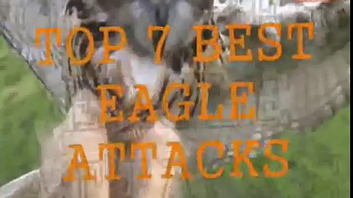 Top 7 Best Eagle Attacks (GRIZZLY,KANGAROO...& MAN) HD