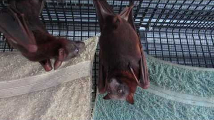 Pregnant Flying Foxes Look Ready to Burst