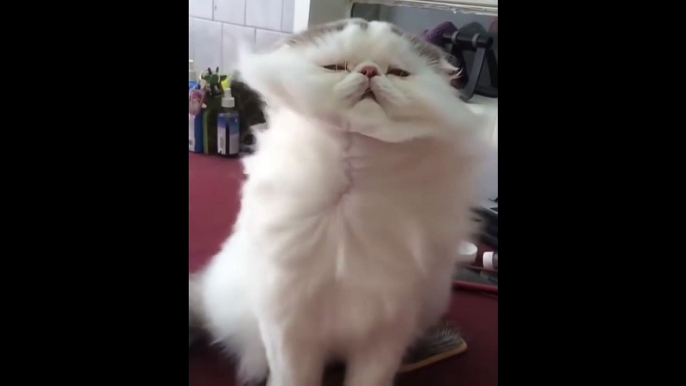 Un chat aux poils majestueux surkiffe le sèche-cheveux !