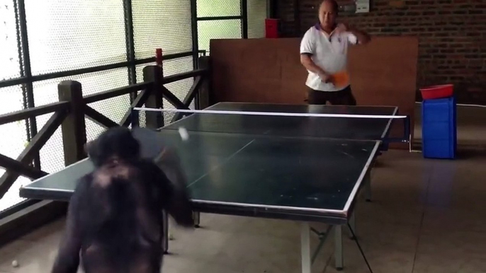 Ce chimpanzé est probablement bien meilleur que vous au ping-pong