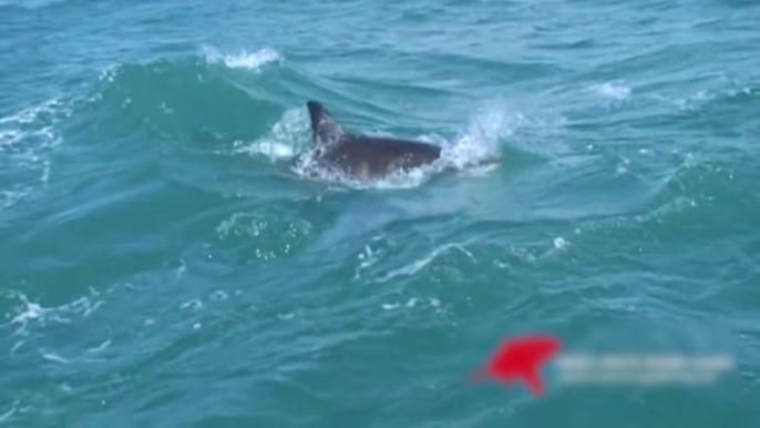 Un Grand requin blanc dévore un phoque