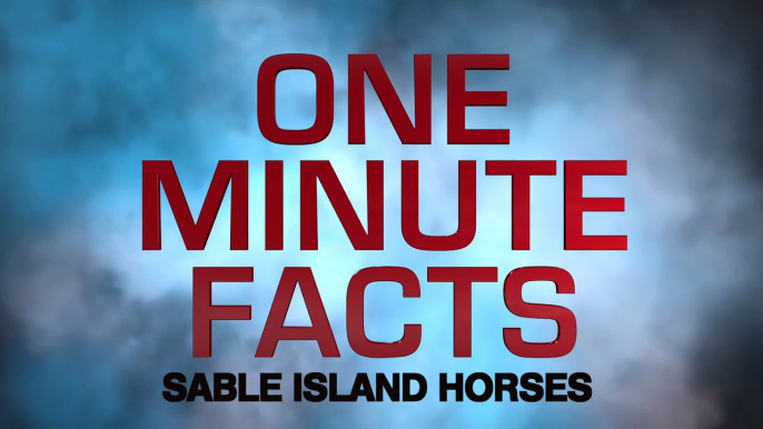 1 MINUTE FACTS - Sable Island Horses