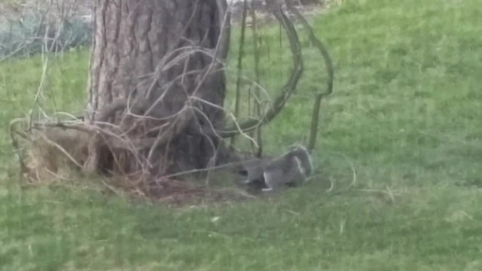 Hyped-up squirrel acts like its on drugs