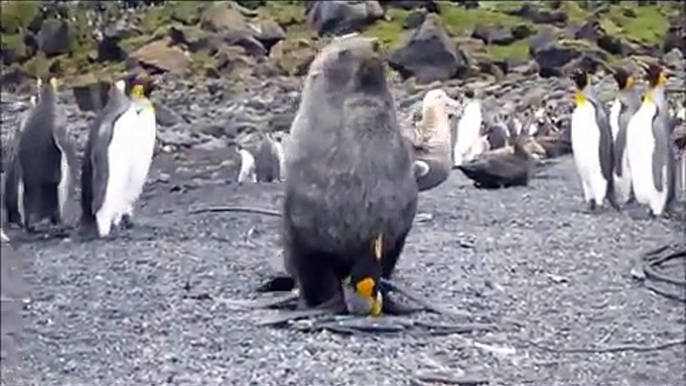 A Giant Seal Gets Caught On Camera Having S.e.x With A Penguin (NSFW)