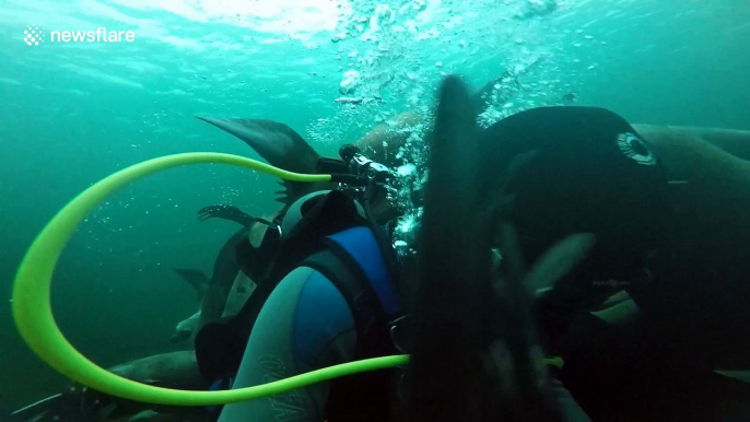 Curious sea lions swim over to diver and chew on camera