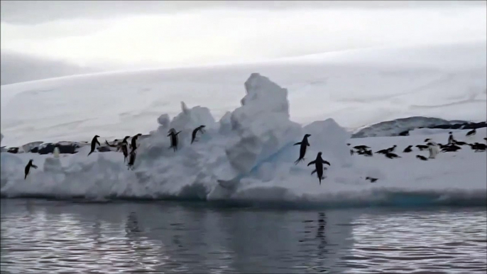 Des manchots qui ratent leur saut sur la banquise ça donne ça... FAIL