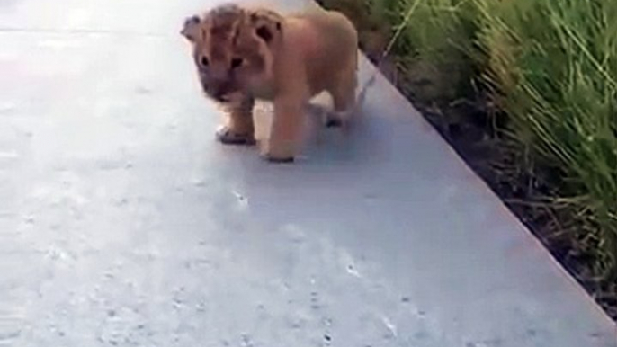 Un pequeño cachorro de león sale de entre el pasto y trata de rugir, pero lo que sale en su lugar es demasiado tierno.