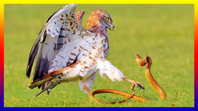 Eagle VS Cobra Amazing Bird Fighting Snake To Death