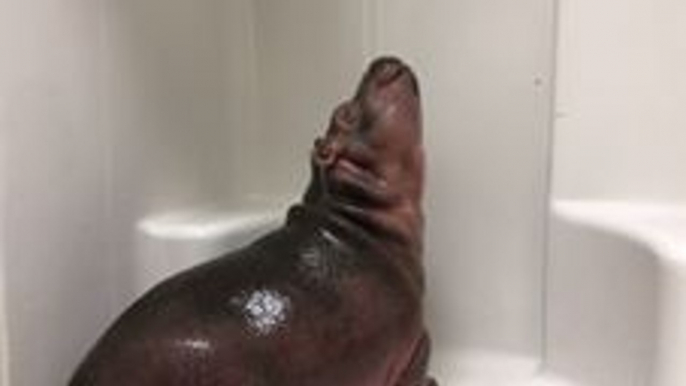 Cincinnati Zoo's Prematurely-Born Hippo Discovers a Shower